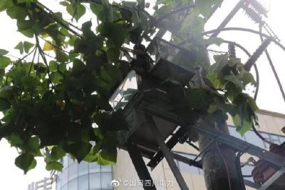 雁江供電公司修理10kV中晶二線上樹(shù)枝，變身“伐木工”
