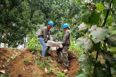 扶正搶修10千伏安營線林場(chǎng)支線10余根電桿及臺(tái)變