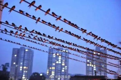 小鳥(niǎo)站在高壓線上為什么不會(huì)觸電？