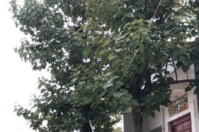 3-4號桿、27-33號桿修護樹工作